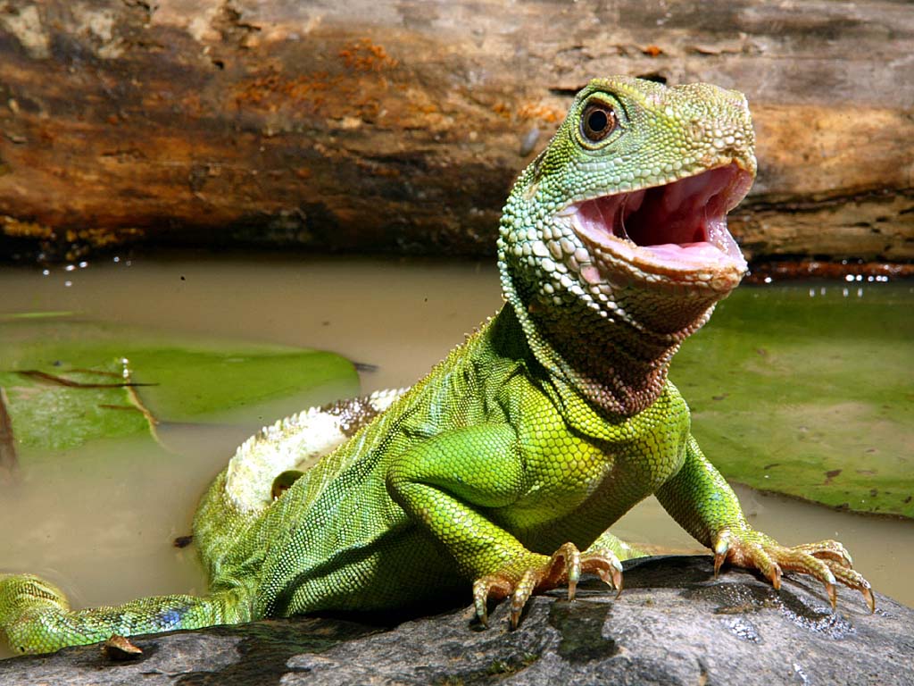 iguana in chinese