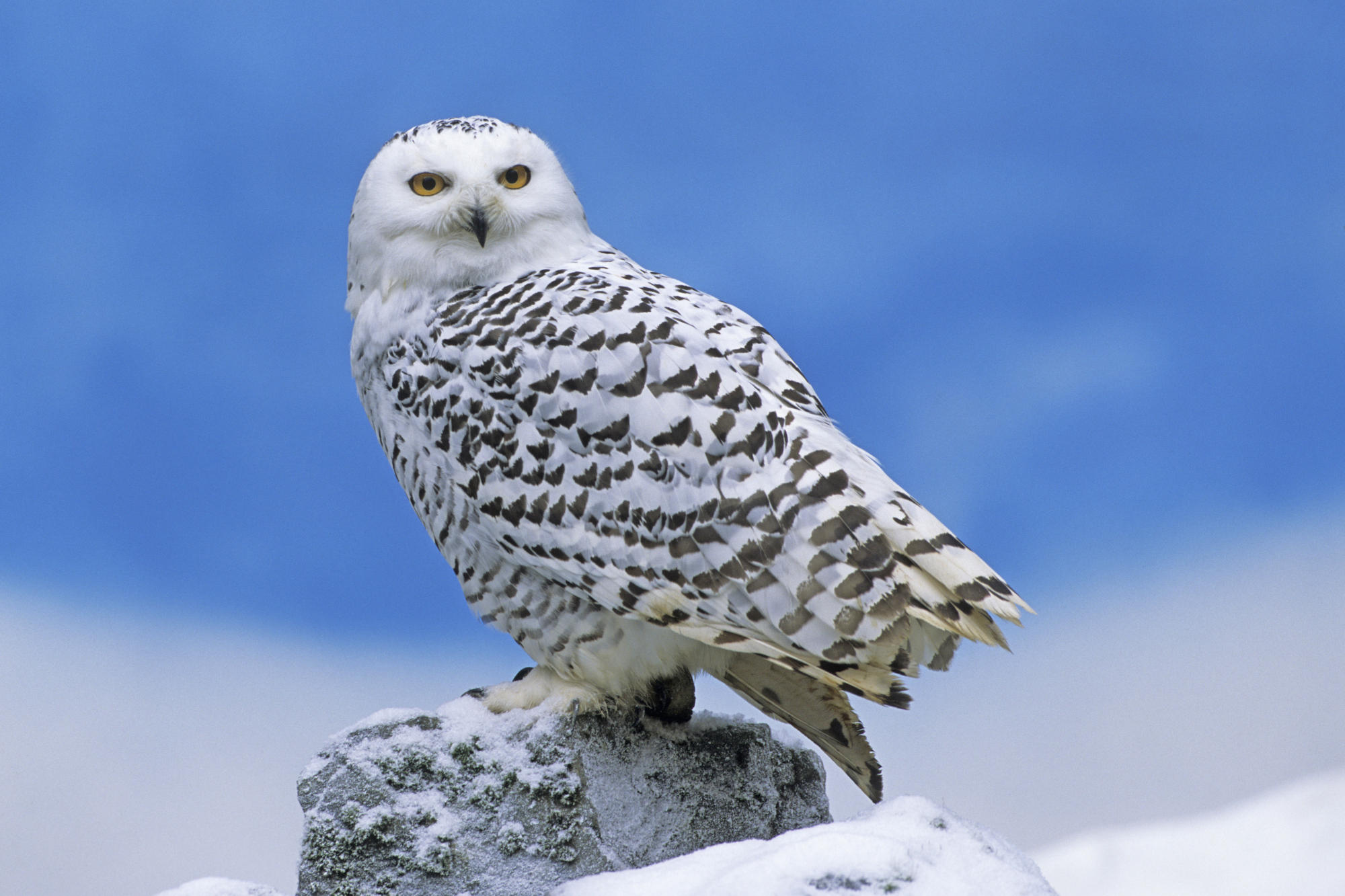 Can you buy a snowy owl?
