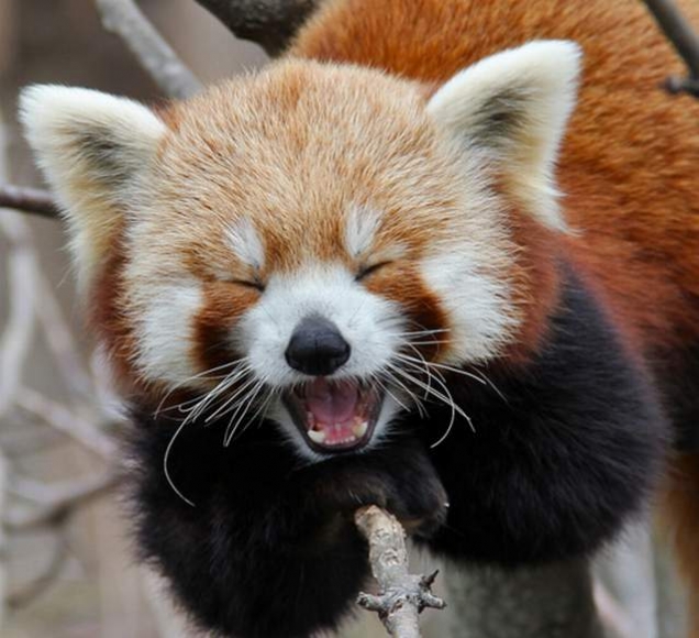 Red-panda.jpg