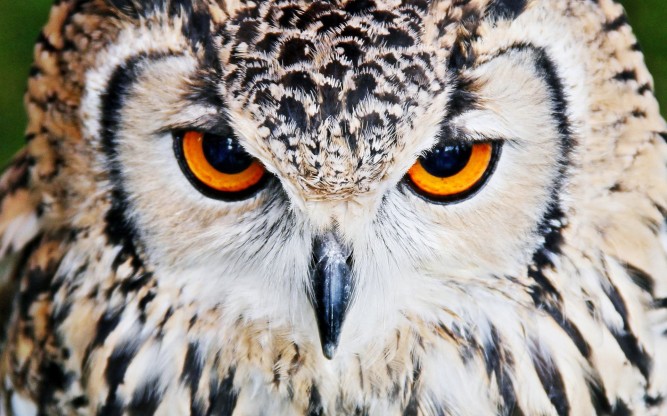 Angry Owl Orange Eyes Wallpaper