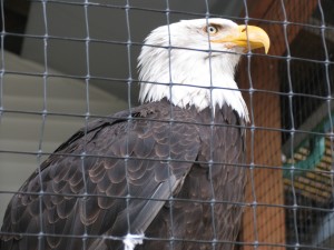 Eagle In Cage