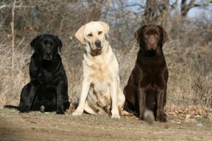 Trois couleurs Labrador