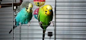 Parakeet-Cage
