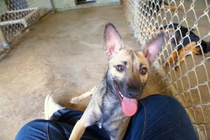 adopting a dog in a animal shelter