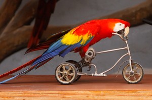 parrot 3
