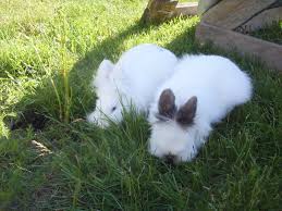 rabbits grass