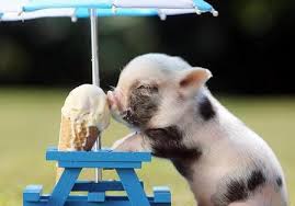 teacup pig and ice cream