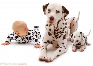 dogs- with babies