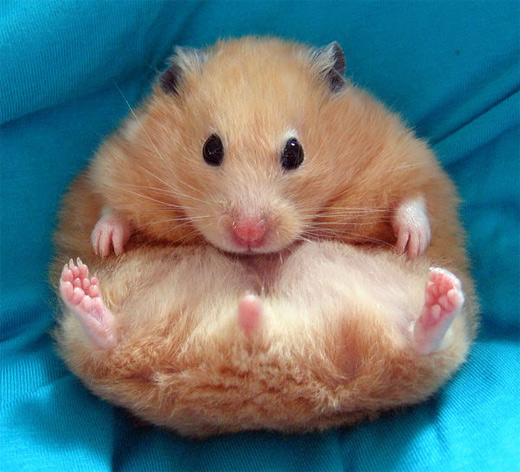 4-fat-brown-hamster-animal-photography