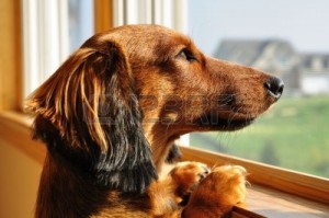 5524813-long-haired-miniature-dachshund-looking-out-a-window