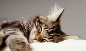 A-sleeping-pet-cat-001