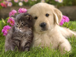 Cute Dog and Cat
