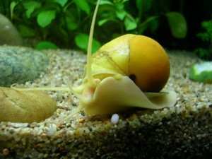 A Mystery Snail's Habitat