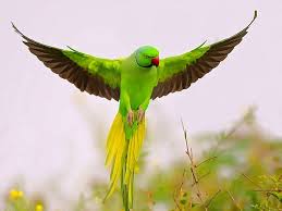Parrot2