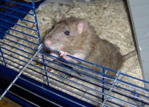 Rat_coming_out_cage