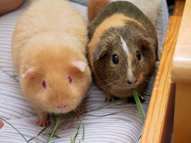 Two_adult_Guinea_Pigs_(Cavia_porcellus)