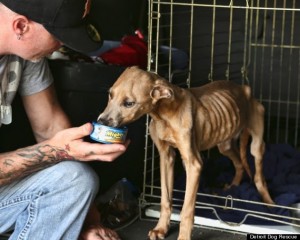 abandoned dog rescued