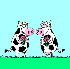 animated cows