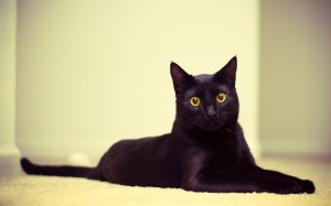 bigpreview_A Beautiful Black Cat