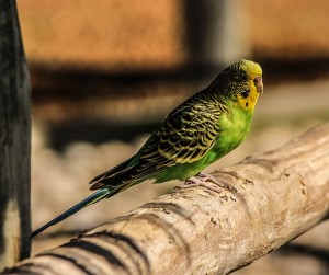 budgerigar-parakeet-204706_640