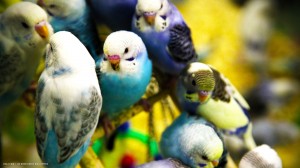 budgie-parakeets-flock-birds