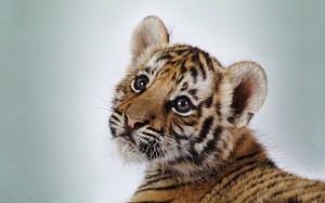 cute_tiger_cub-wide