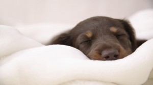 dachshund-puppy-sleeping-wallpapers,1366x768,42578