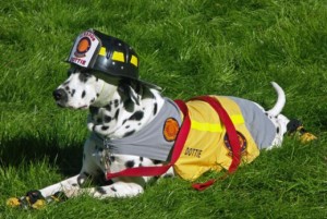 Utilized as fire-fighting dogs in the United States