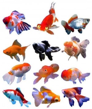 different-breeds-of-goldfish_1