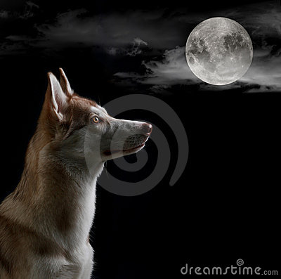 dog-looking-full-moon-19553553