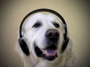 dog-music