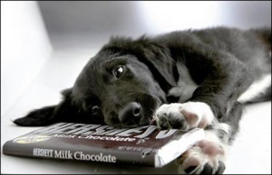 dogs & chocolate