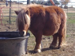 fat-horse pictures