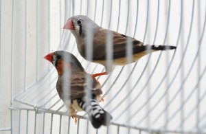 finches-213176_640