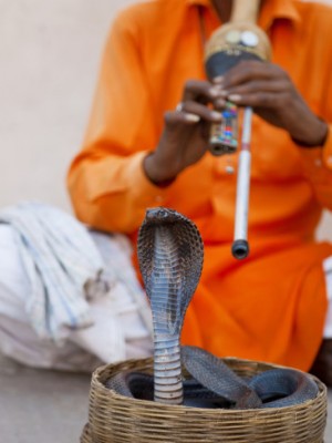 gavin-hellier-cobra-snake-charmer-outside-the-city-palace-jaipur-rajasthan-india-asia