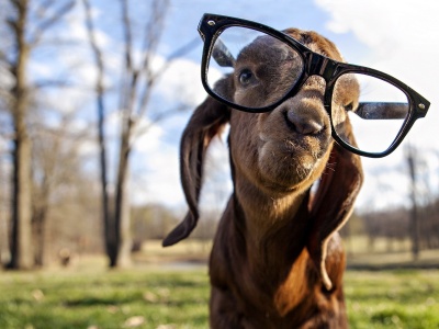 goat with specs