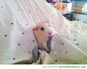 guine pig all tucked up