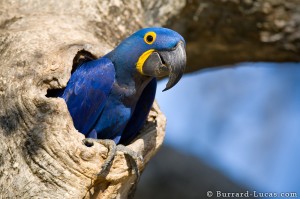 hyacinth_macaw