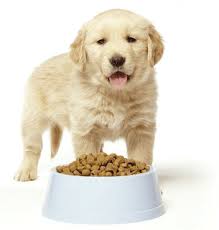 puppy food