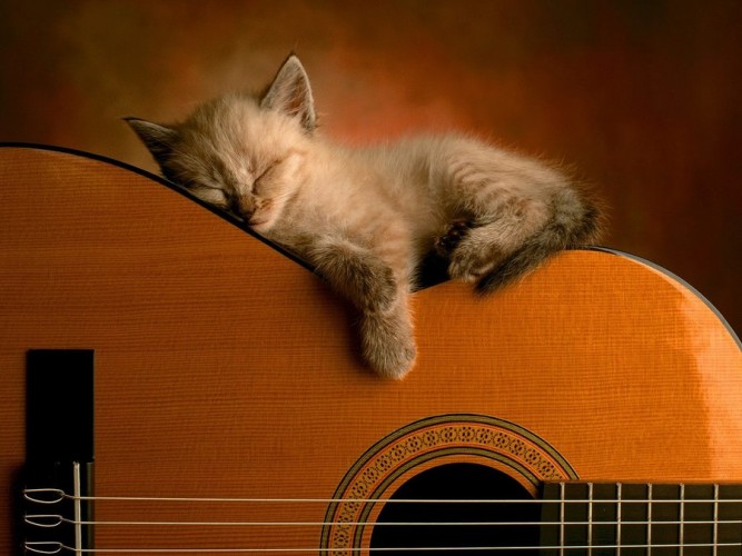lena_roz_baby_cat_sleeping_ii_by_suhina__mary-d46k9jz