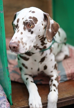 Dalmatian with brown spots!