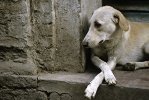photolibrary_rm_photo_of_abandoned_dog