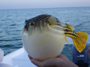 puffer-fish