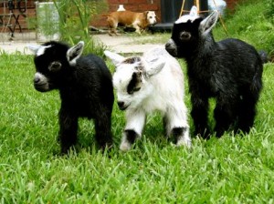 Pygmy goats.
