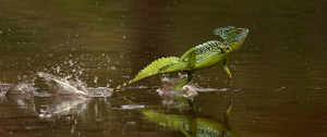 reptile-green-basilisk-