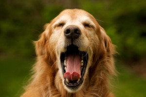 yawn-DOGGY-LAZY