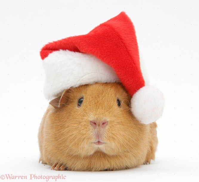 20177-Red-guinea-pig-wearing-a-Santa-hat-white-background