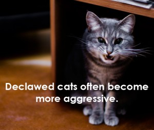 DO NOT DECLAW