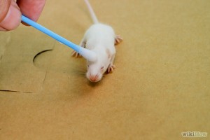 Vaccines for Mice