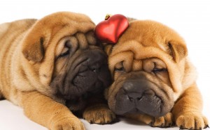Animals___Dogs_Two_shar_pei_puppies_in_love_047887_